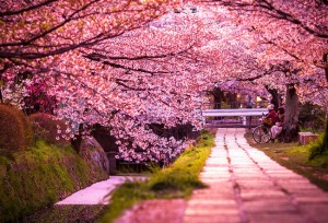 4-cerisier-cherry-blossoms-japon-sakura-spring
